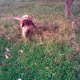 Bellissimo riporto del cane da caccia di Davide.